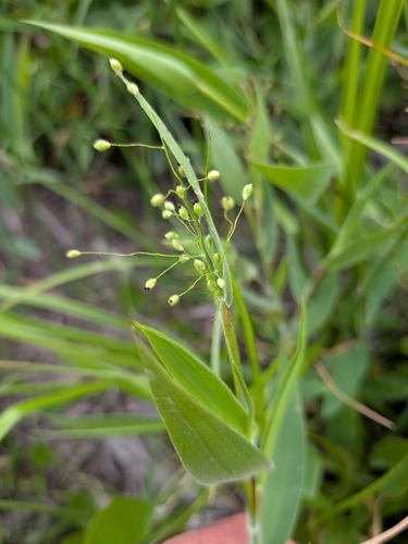 Dichanthelium scoparium, photograph 2
