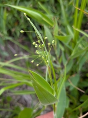 Dichanthelium scoparium, photograph (c) Devin Floyd, some rights reserved (CC BY)