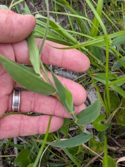 Dichanthelium scoparium, photograph (c) Devin Floyd, some rights reserved (CC BY)