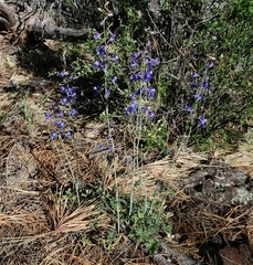Delphinium scaposum