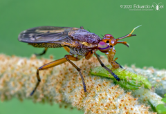 Protodictya nubilipennis