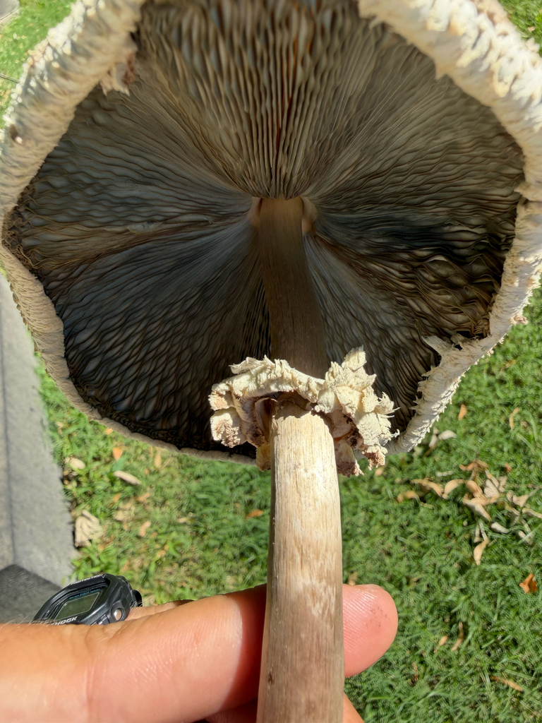 Green-spored Parasol · August 2026 · photo: Photo: (c) Ryan F. Mandelbaum, some rights reserved (CC BY) · iNaturalist