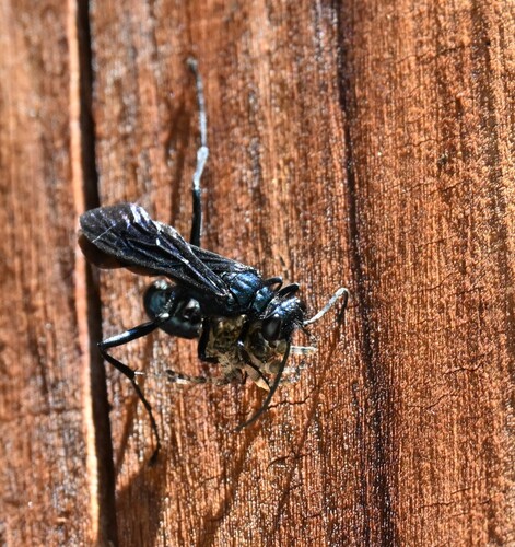 Blue mud dauber