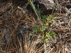 Delphinium scaposum