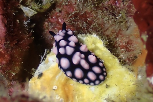 Phyllidia pustulosa observed 2026-08-29
