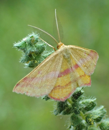 Chickweed Geometer Moth