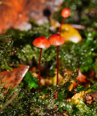 Mycena toyerlaricola