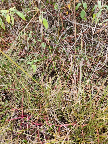 Fimbristylis ferruginea observed 2026-08-30