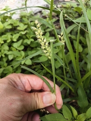 Cenchrus echinatus, photograph (c) 雲一百香果, some rights reserved (CC BY)