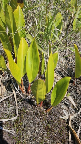 Philodendron edmundoi