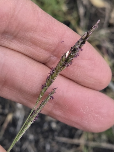 Eriochloa procera observed 2026-08-30