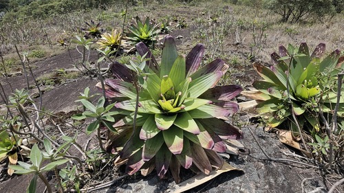 Alcantarea imperialis