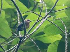 Brachygalba lugubris