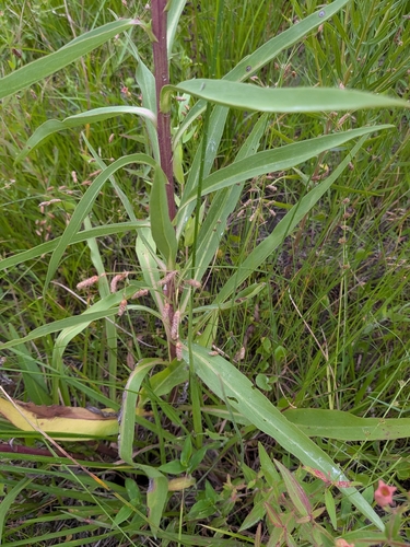 Solidago mexicana, photograph 3