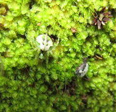 Cryptaranea atrihastula