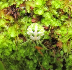 Cryptaranea atrihastula