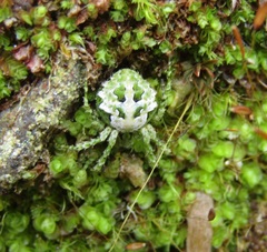 Cryptaranea atrihastula