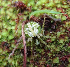 Cryptaranea atrihastula