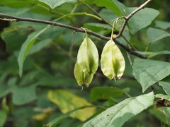 Halesia diptera