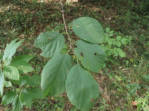 Halesia diptera, photograph 2