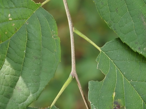 Halesia diptera, photograph 3
