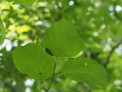 Halesia diptera, photograph (c) carter, some rights reserved (CC BY)