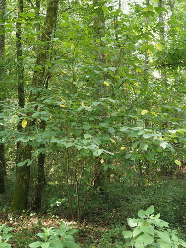 Halesia diptera, photograph 6