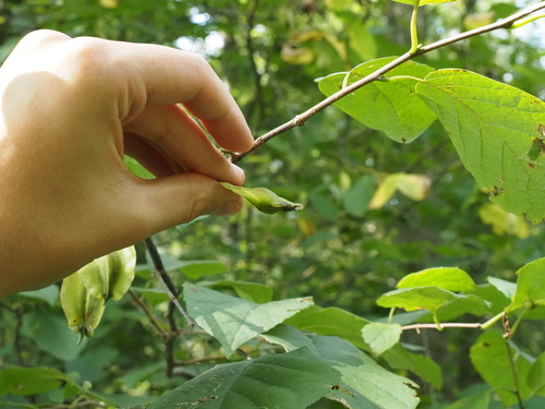 Halesia diptera, photograph 1