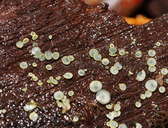 Chlorosplenium