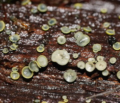 Chlorosplenium