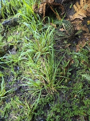 Carex solandri