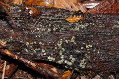 Chlorosplenium