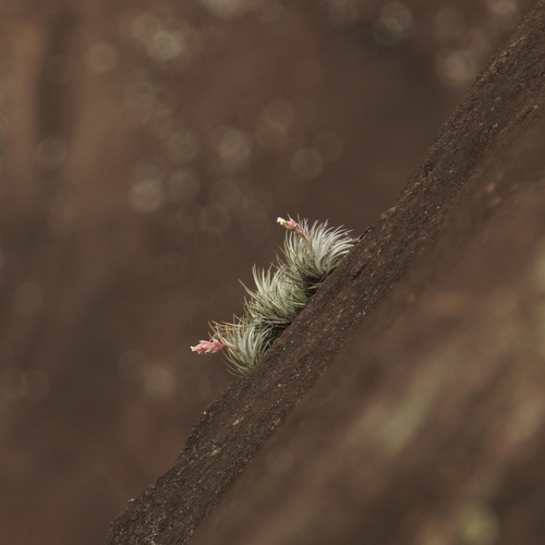 Tillandsia nathanii