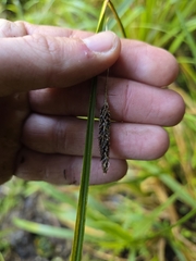 Carex solandri, photograph author not stated, no rights reserved