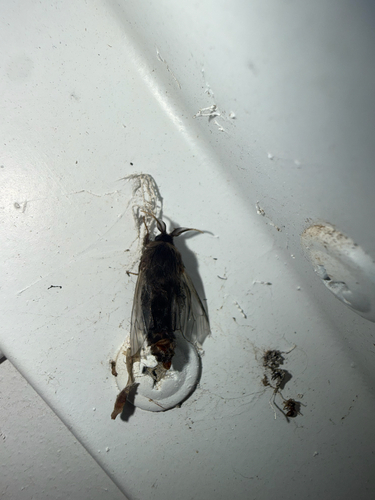 Evergreen Bagworm Moth