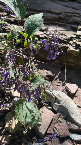 Tube clematis