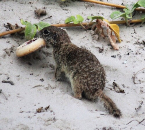 Spotted Ground Squirrel observed by philipwoodscc