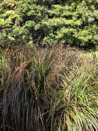 Carex geminata, photograph 5