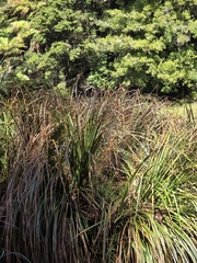 Carex geminata, photograph author not stated, no rights reserved