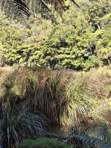 Carex geminata, photograph 6