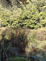 Carex geminata, photograph author not stated, no rights reserved