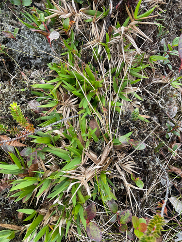Dichanthelium cynodon observed 2026-08-26