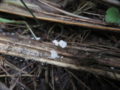 Marasmiellus bonii