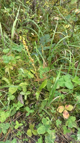 Malaxis monophyllos, photograph 5
