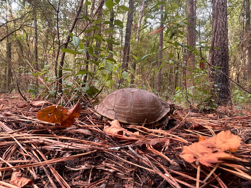 Three-toed Box Turtle