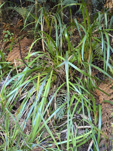 Machaerina sinclairii, photograph 5