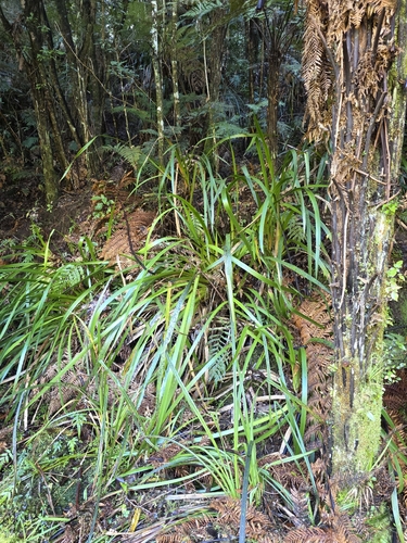 Machaerina sinclairii, photograph 6