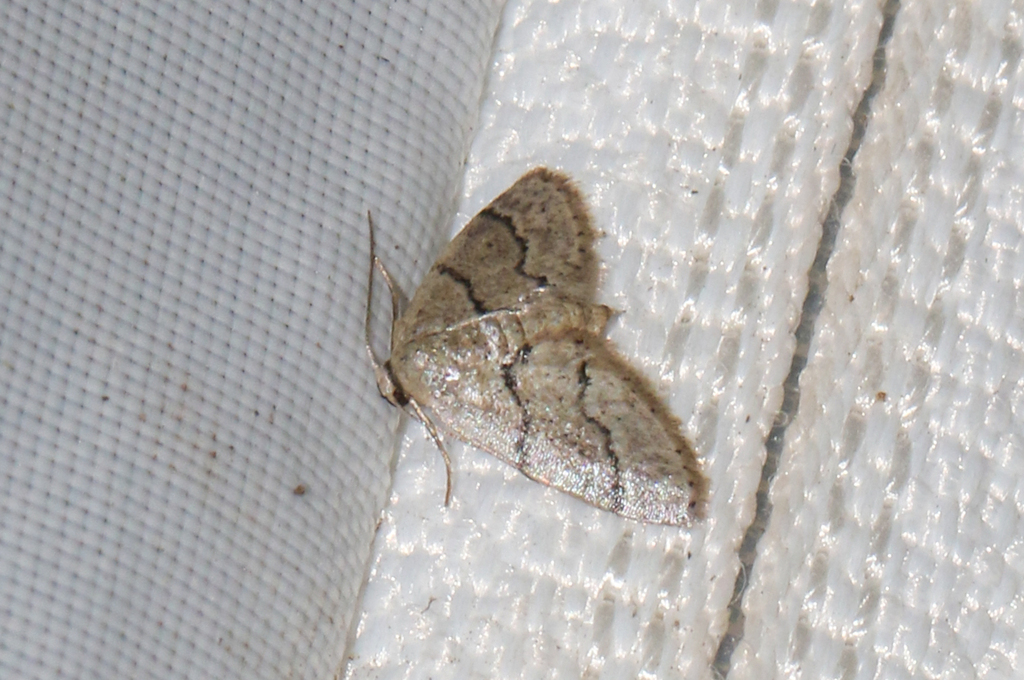Idaea insulensis