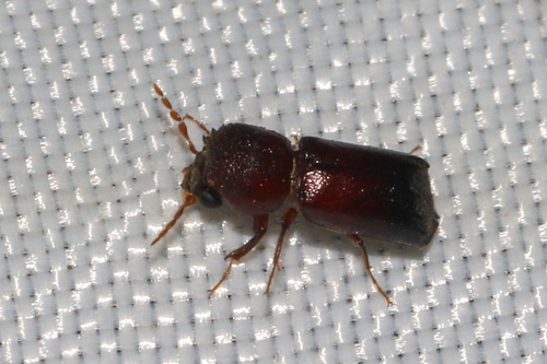 Tetrapriocera longicornis