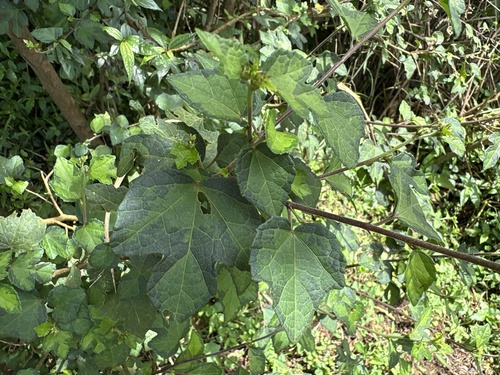 Urena procumbens observed 2026-08-30